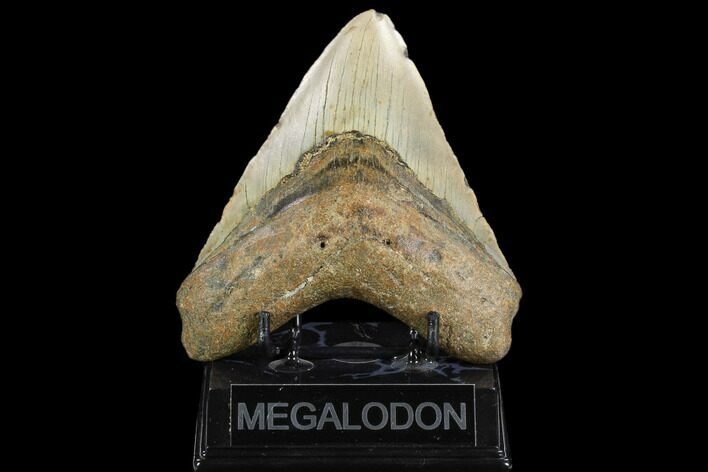 Fossil Megalodon Tooth - North Carolina #124346